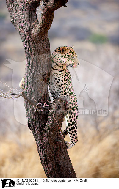 kletternder Leopard / climbing leopard / MAZ-02988
