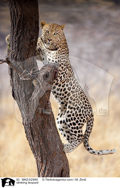 kletternder Leopard / climbing leopard / MAZ-02989