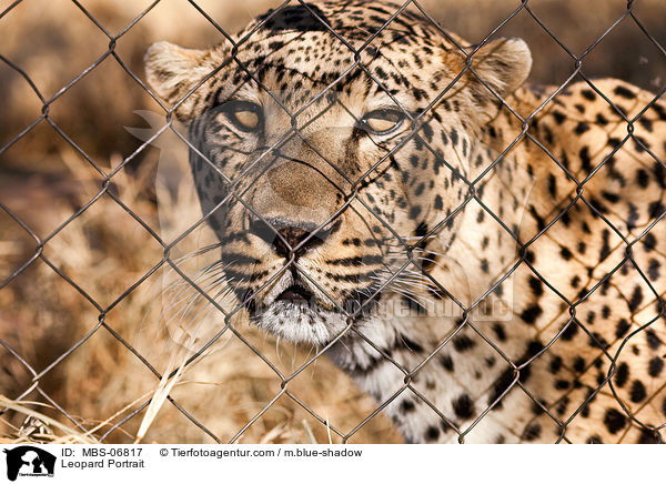 Leopard Portrait / MBS-06817