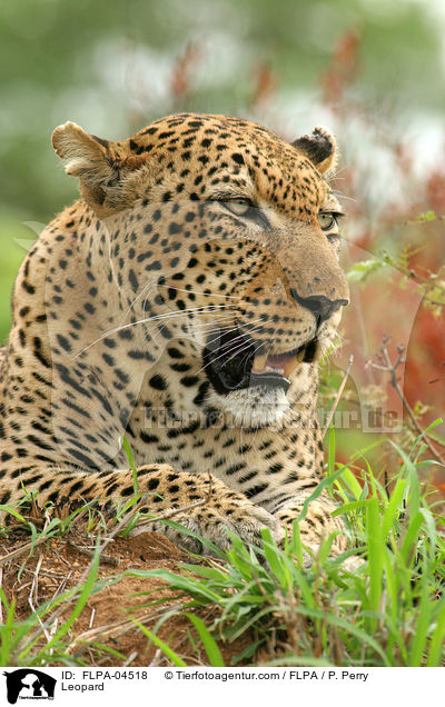 Leopard / Leopard / FLPA-04518