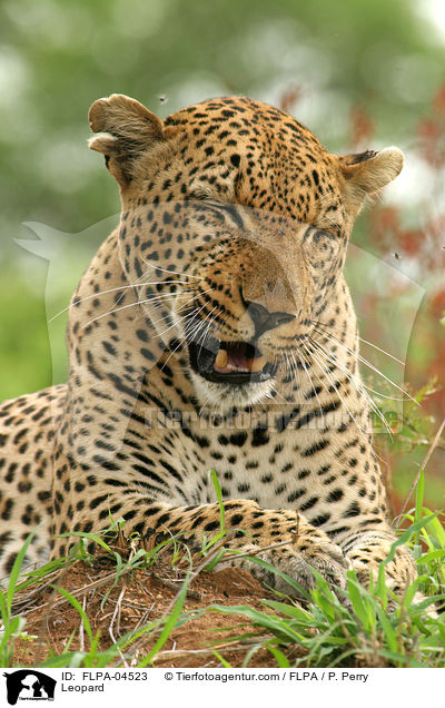 Leopard / Leopard / FLPA-04523
