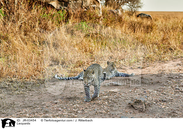 Leoparden / Leopards / JR-03454