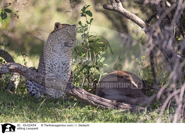 sitzender Leopard / sitting Leopard / IG-02454