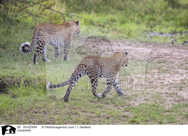 Leoparden / Leopards / IG-02549