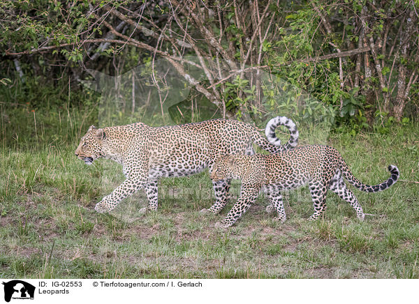 Leoparden / Leopards / IG-02553