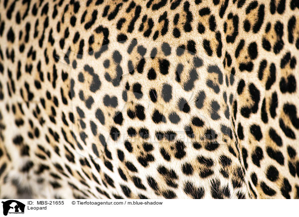 Leopard / Leopard / MBS-21655