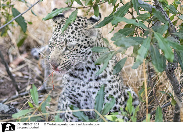 Leopard Portrait / Leopard portrait / MBS-21661