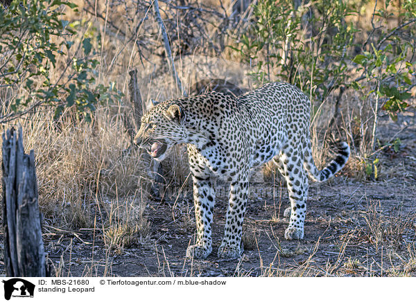 stehender Leopard / standing Leopard / MBS-21680