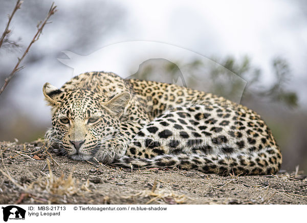 liegender Leopard / lying Leopard / MBS-21713