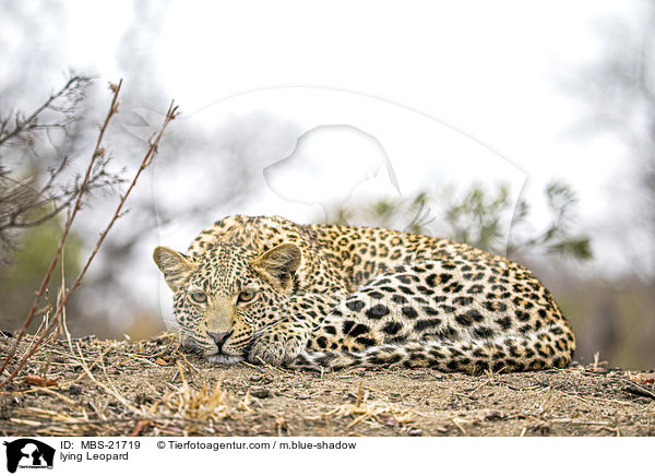 liegender Leopard / lying Leopard / MBS-21719