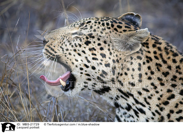 Leopard Portrait / Leopard portrait / MBS-21729