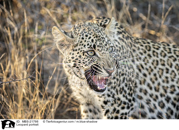 Leopard portrait / MBS-21766