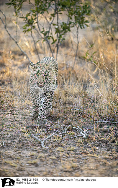 walking Leopard / MBS-21768