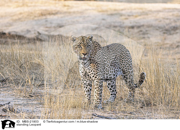 stehender Leopard / standing Leopard / MBS-21803