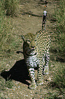 standing leopard