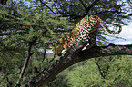 climbing leopard