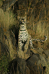 standing leopard