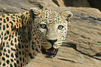 Leopard Portrait