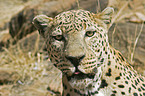 Leopard Portrait