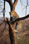 climbing leopard