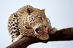 eating leopard