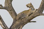 lying Leopard