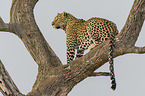 sitting Leopard