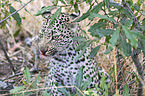 Leopard portrait