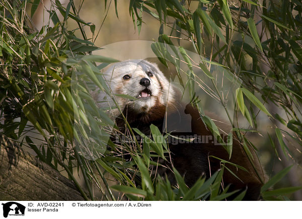 Kleiner Panda / lesser Panda / AVD-02241