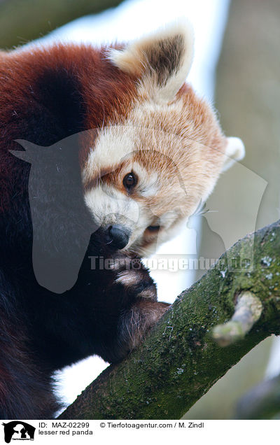 Kleiner Panda / lesser red panda / MAZ-02299