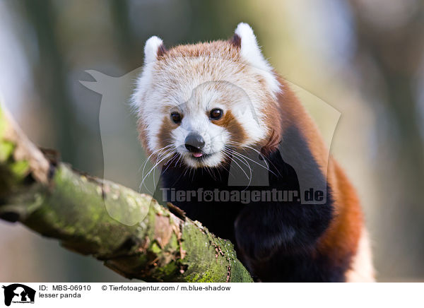 Kleiner Panda / lesser panda / MBS-06910