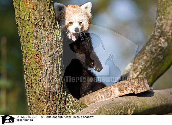 Kleiner Panda / lesser panda / MBS-07007