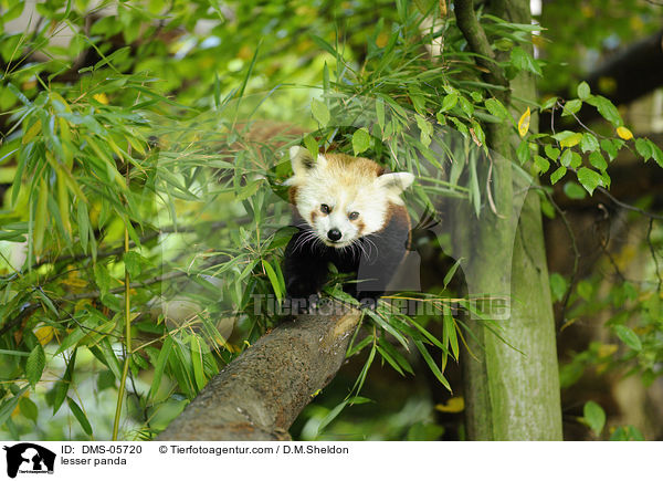 Kleiner Panda / lesser panda / DMS-05720