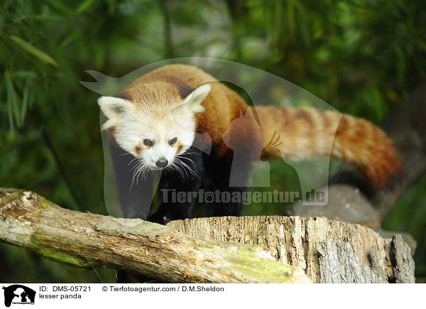 lesser panda / DMS-05721