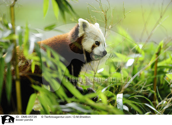 Kleiner Panda / lesser panda / DMS-05726