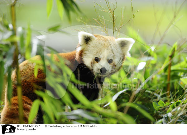 Kleiner Panda / lesser panda / DMS-05727