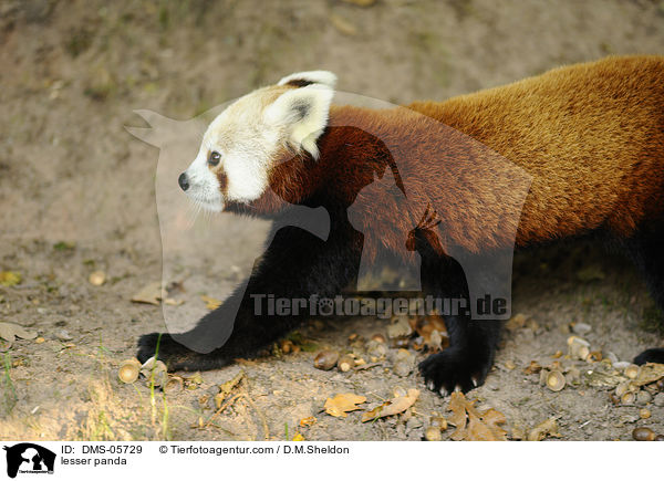 Kleiner Panda / lesser panda / DMS-05729