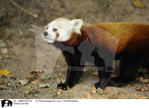 Kleiner Panda / lesser panda / DMS-05730