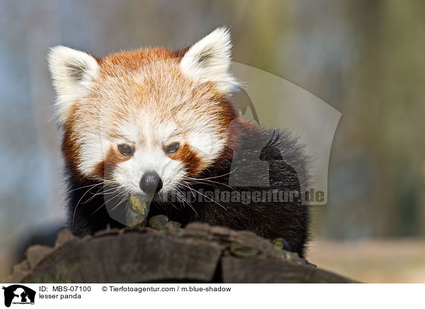 Kleiner Panda / lesser panda / MBS-07100