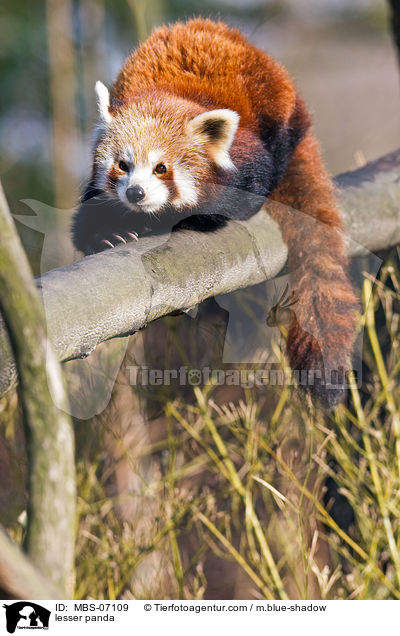 Kleiner Panda / lesser panda / MBS-07109