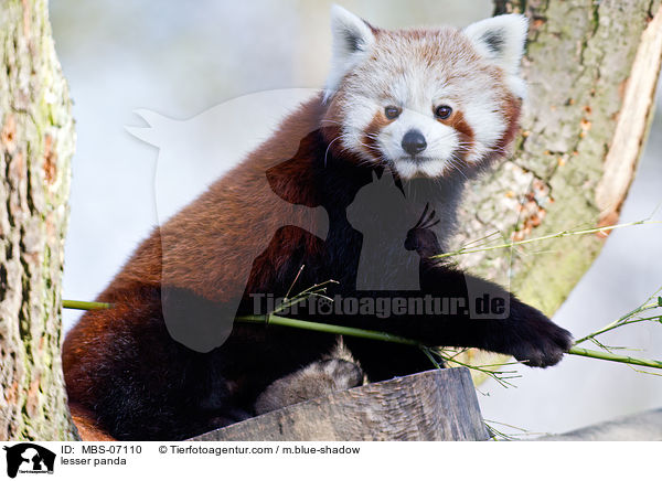 Kleiner Panda / lesser panda / MBS-07110