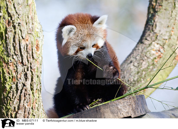 Kleiner Panda / lesser panda / MBS-07111