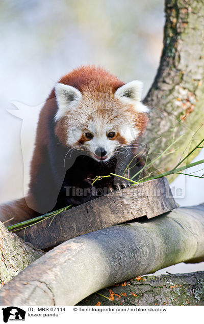 Kleiner Panda / lesser panda / MBS-07114