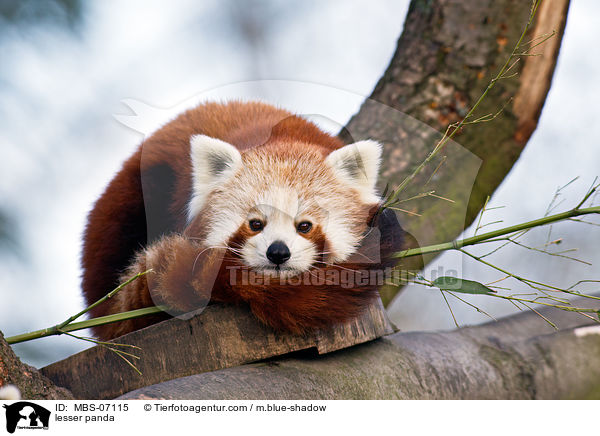 Kleiner Panda / lesser panda / MBS-07115