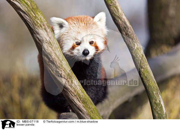 Kleiner Panda / lesser panda / MBS-07118