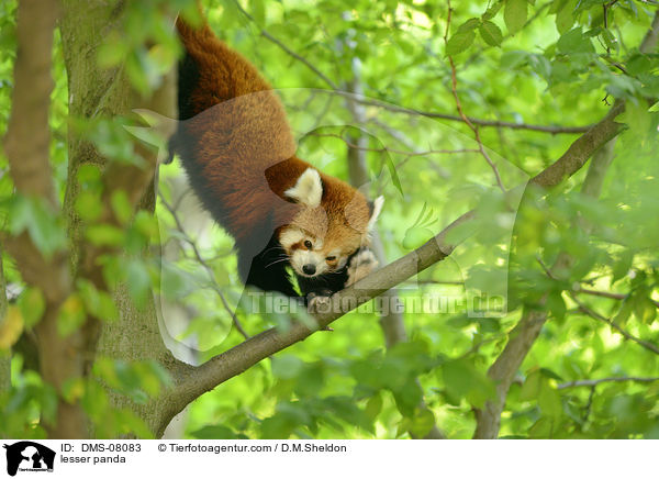 Kleiner Panda / lesser panda / DMS-08083