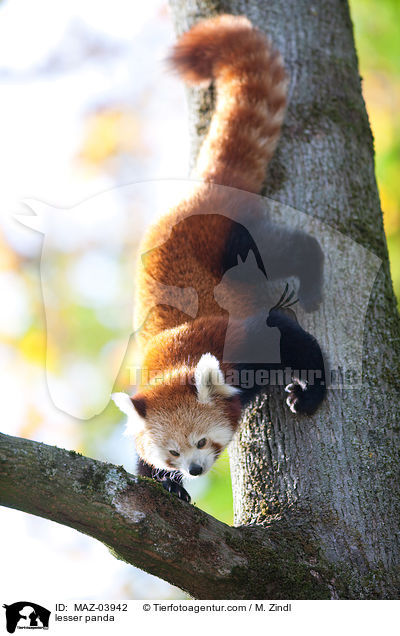 lesser panda / MAZ-03942