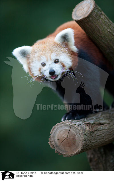 Kleiner Panda / lesser panda / MAZ-03945