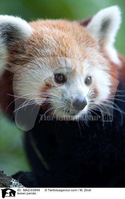 Kleiner Panda / lesser panda / MAZ-03949