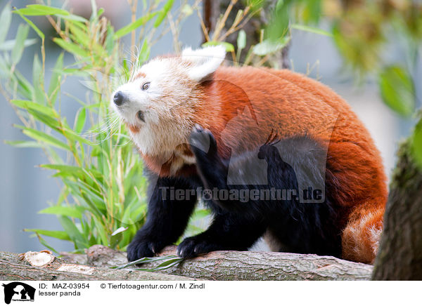 Kleiner Panda / lesser panda / MAZ-03954